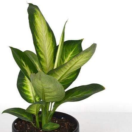 Dieffenbachia 'Tropic Marianne' | Seller's Choice, Hong Kong Collection