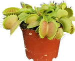 Dionaea muscipula 'Gold Cup'(14#) | Seller's Choice, Hong Kong Collection