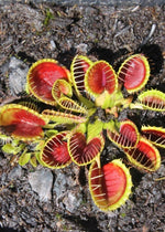 Dionaea muscipula 'Cupped Trap' | Seller's Choice, Hong Kong Collection