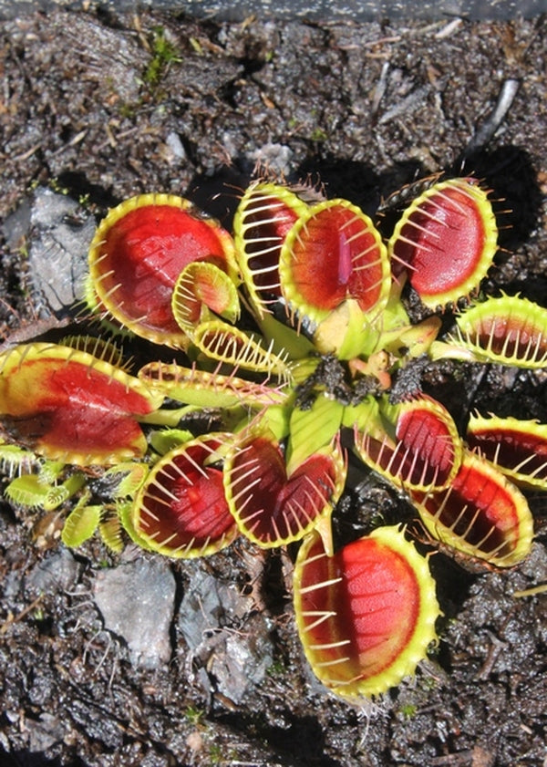 Dionaea muscipula 'Cupped Trap' | Seller's Choice, Hong Kong Collection