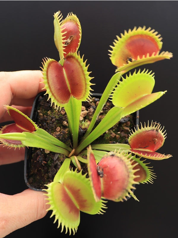 Dionaea muscipula 'Jaws' | Seller's Choice, Hong Kong Collection