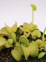 Dionaea muscipula 'Harmony' | Seller's Choice, Hong Kong Collection