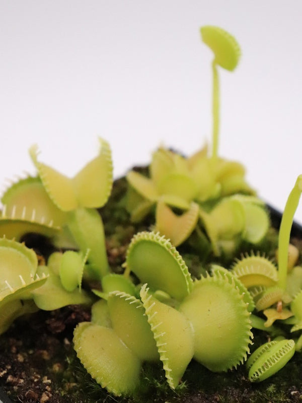 Dionaea muscipula 'Harmony' | Seller's Choice, Hong Kong Collection