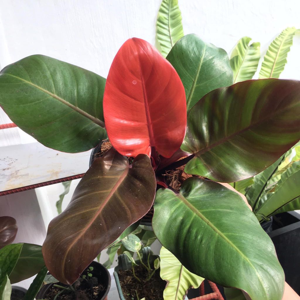 Philodendron 'Cherry Red' | Seller's Choice, Hong Kong Collection