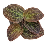 Dossinochilus 'Dreamcatcher' | Seller's Choice, Hong Kong Collection
