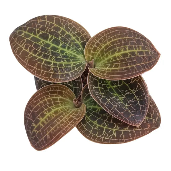 Dossinochilus 'Dreamcatcher' | Seller's Choice, Hong Kong Collection