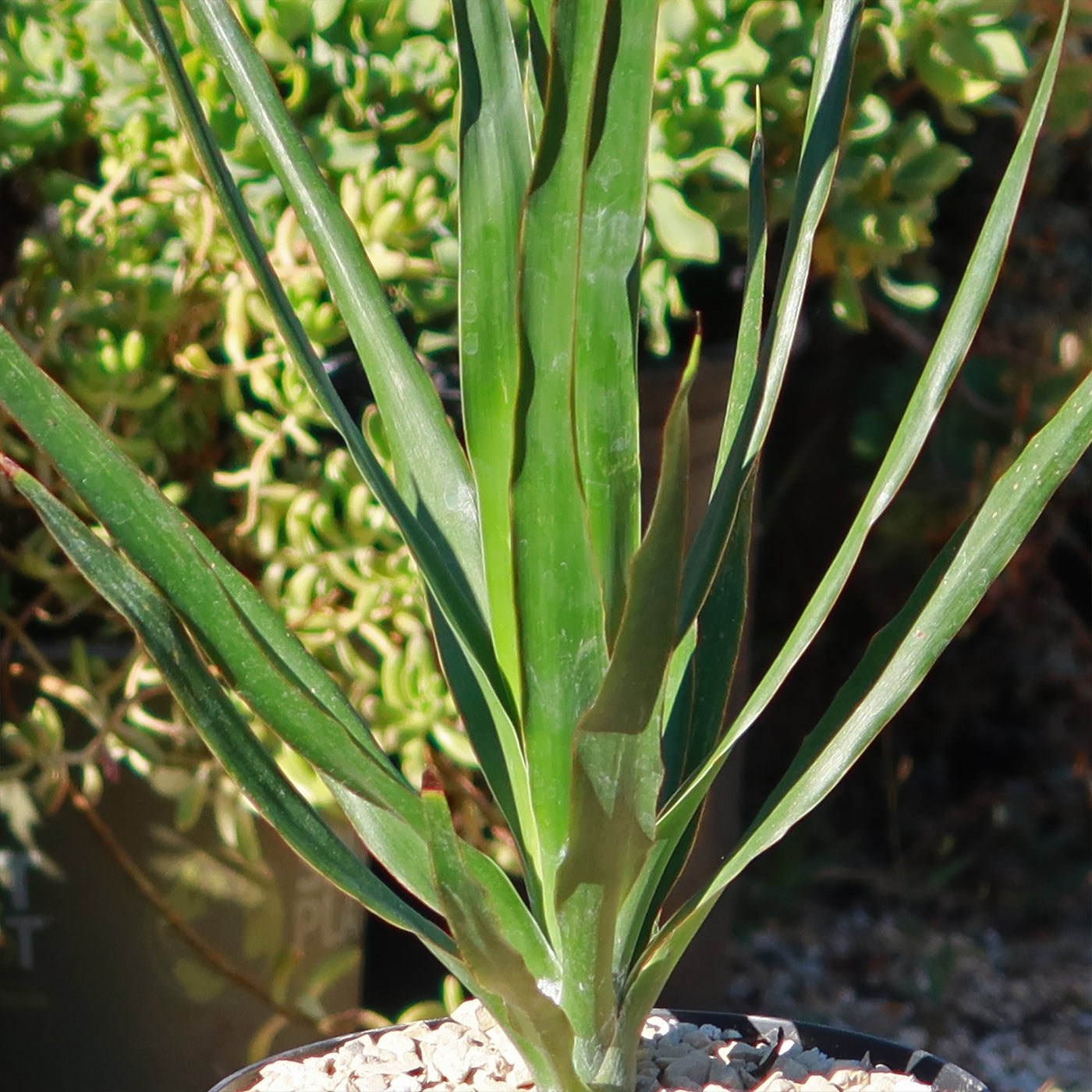 Dracaena Draco Super TC | Grower's Choice, Foshan Collection