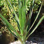 Dracaena Draco Super TC | Grower's Choice, Foshan Collection