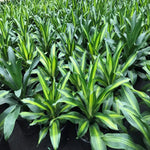 Dracaena massangeana 'Golden Heart' | Seller's Choice, Hong Kong Collection