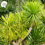Dracaena Cochinchinensis TC | Grower's Choice, Foshan Collection
