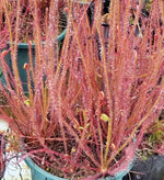 Drosera filiformis var.tracyi (red) | Seller's Choice, Hong Kong Collection
