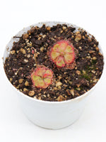Drosera burmanni red | Seller's Choice, Hong Kong Collection