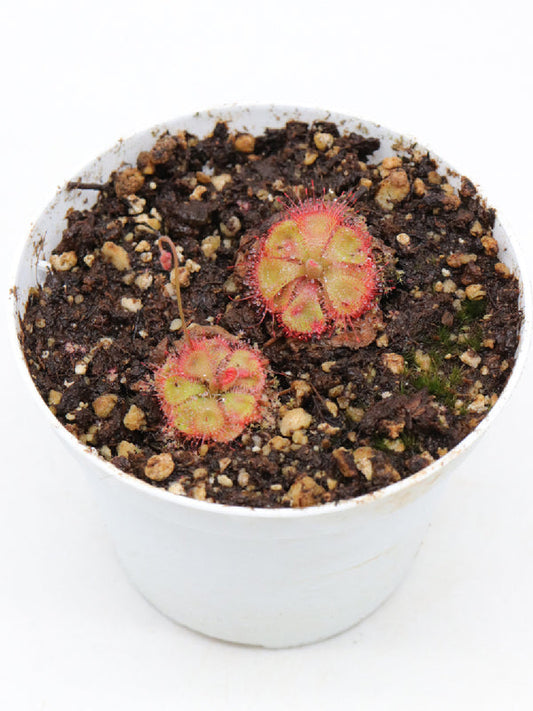 Drosera burmanni red | Seller's Choice, Hong Kong Collection