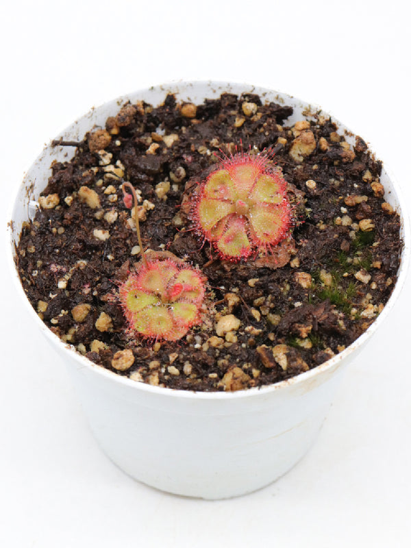 Drosera burmanni red | Seller's Choice, Hong Kong Collection