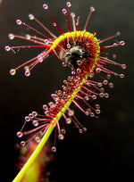 Drosera capensis TC | Seller's Choice, Hainan Collection