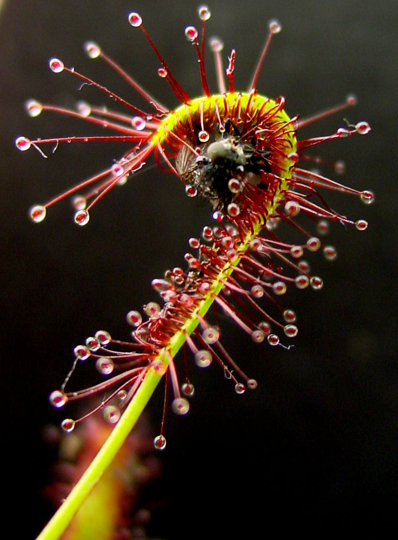 Drosera capensis TC | Seller's Choice, Hainan Collection