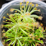 Drosera derbyensis | Seller's Choice, Hong Kong Collection