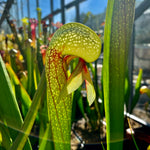 Darlingtonia californica Torr. | Seller's Choice, Hong Kong Collection