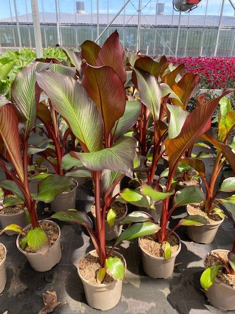 Ensete ventricosum 'Maurelii Variegata' | Seller's Choice, Hong Kong Collection