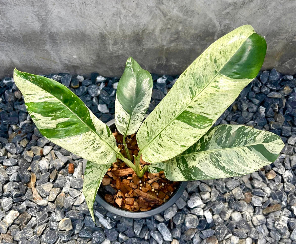 Epipremnum giganteum variegated | Seller's Choice, Hong Kong Collection