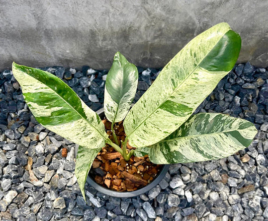 Epipremnum giganteum variegated | Seller's Choice, Hong Kong Collection
