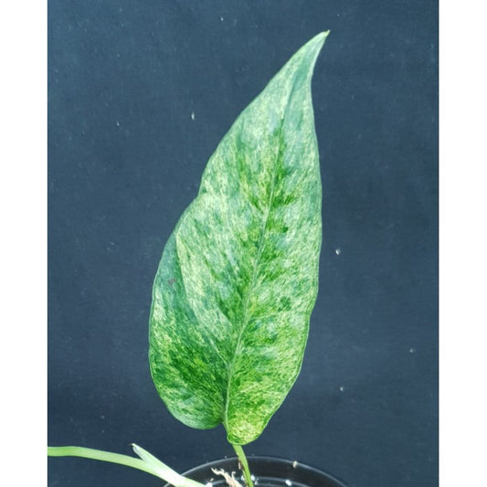 Epipremnum pinnatum mint | Seller's Choice, Hong Kong Collection
