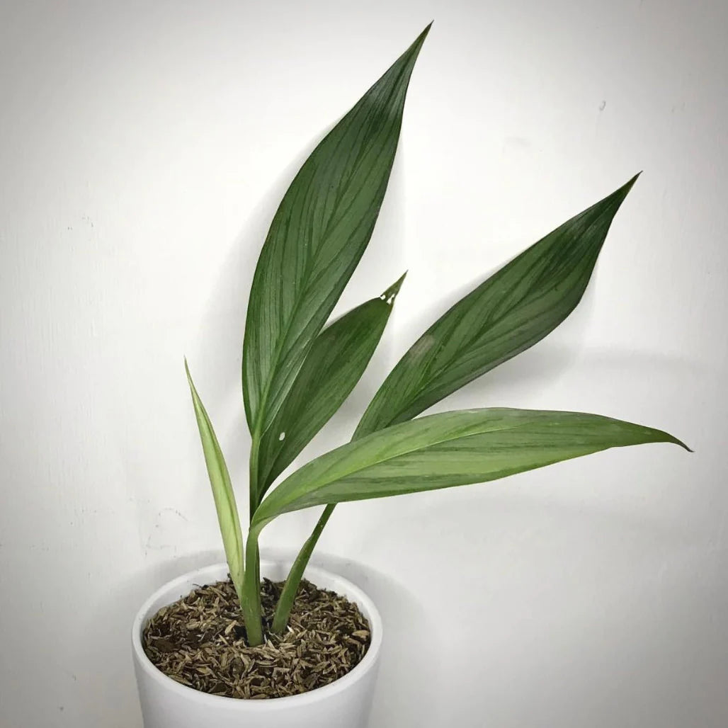 Epipremnum amplissimum silver | Seller's Choice, Hong Kong Collection