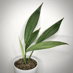 Epipremnum amplissimum silver | Seller's Choice, Hong Kong Collection