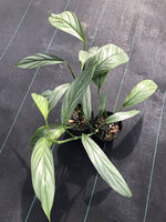 Epipremnum Amplissimum TC | Grower's Choice, Foshan Collection