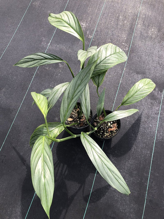 Epipremnum Amplissimum TC | Grower's Choice, Foshan Collection