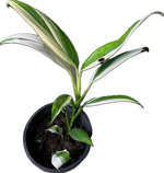 Epipremnum amplissimum silver variegata TC | Seller's Choice, Hong Kong Collection