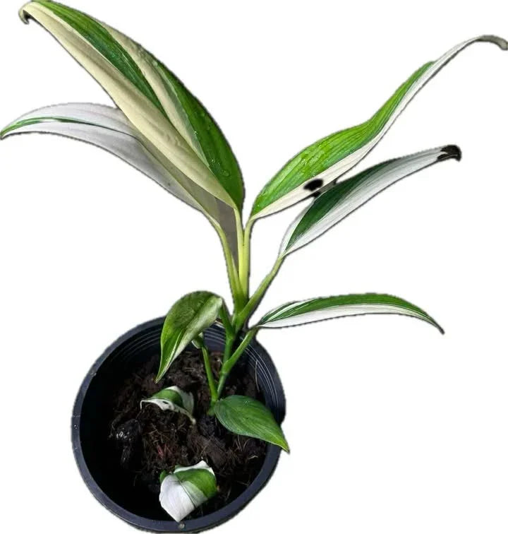 Epipremnum amplissimum silver variegata TC | Seller's Choice, Hong Kong Collection