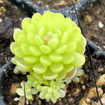 Pinguicula esseriana | Seller's Choice, Hong Kong Collection