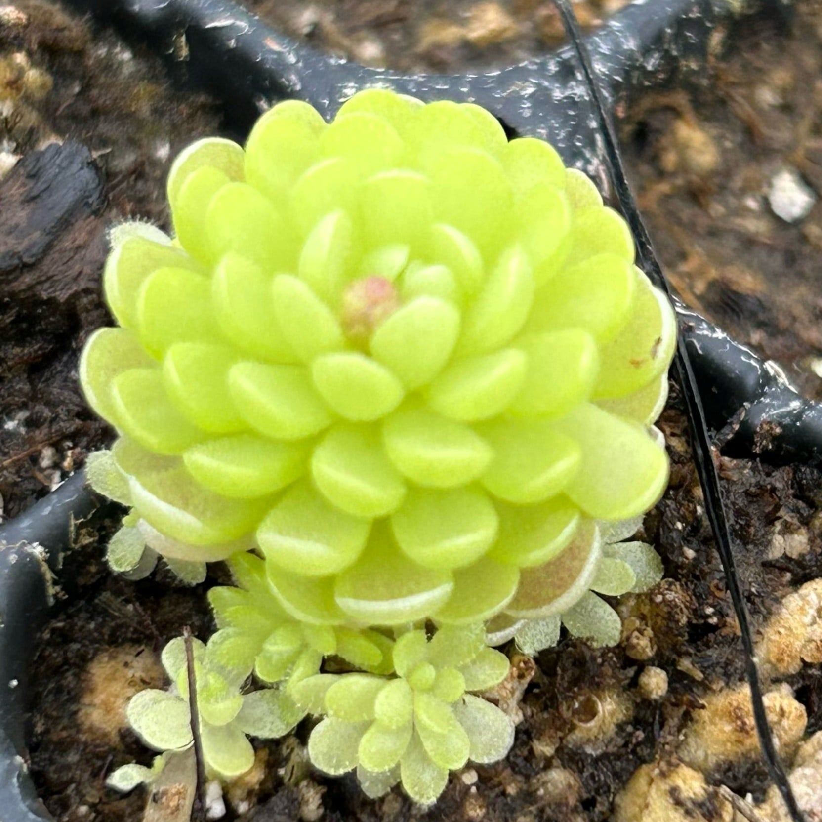 Pinguicula esseriana | Seller's Choice, Hong Kong Collection