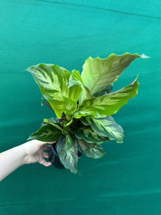 Calathea louisae 'Misto' | Seller's Choice, Hong Kong Collection