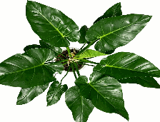 Philodendron Giganteum Bilzzard Tissue Culture