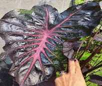 Colocasia Bastet Queen Tissue Culture