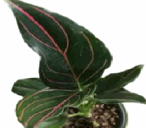 Aglaonema Ren Vein Tissue Culture