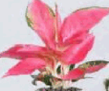 Aglaonem China Red Tissue Culture