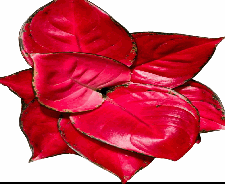 Aglaonema Red Beauty Tissue Culture