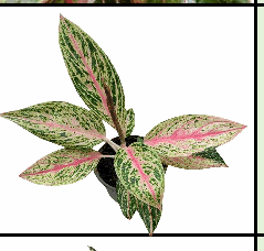 Aglaonema Brilliant Tissue Culture