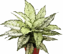 Aglonema Thai Snowflakes Tissue Culture