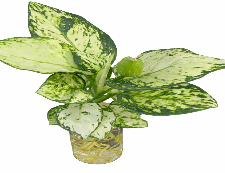 Aglaonema White Valentine Tissue Culture