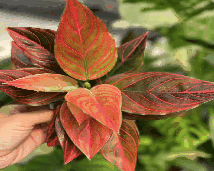 Aglaonema Mojo Red Tissue Culture