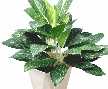 Aglaonema commutatum ‘White Rajah’ Tissue Culture