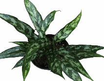 Aglaonema commutatum San Remo Tissue Culture