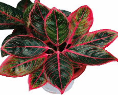 Aglaonema Khanza Tissue Culture