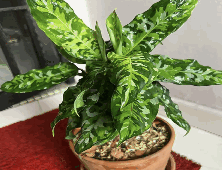Aglaonema Pictum Tricolor Tissue Culture