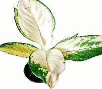 Aglaonema Wax Jade Tissue Culture