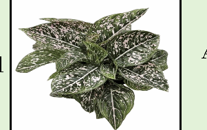 Aglaonema Tom's Pride Tissue Culture